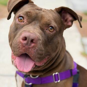 Cookie -  Pit Bull Terrier and Terrier Dog for Adoption in Clearwater, Florida - Cookie | PetCurious