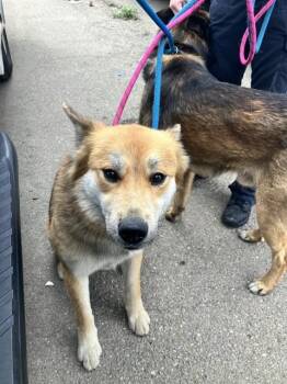 German Shepherd Dog Dogs Available for Adoption - STARFOX | PetCurious