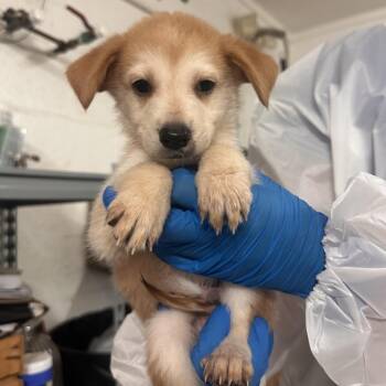 Naruto -  Shepherd Dog for Adoption in Edinburg, Texas - Naruto | PetCurious