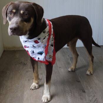 Cole -  Hound and Labrador Retriever Dog for Adoption in Beaumont, Texas - Cole | PetCurious