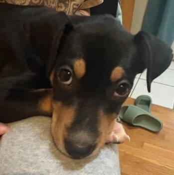 Jellybean -  Manchester Terrier Dog for Adoption in Springfield, Missouri - Jellybean | PetCurious