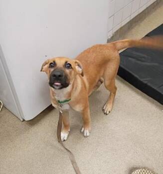 Bubba -  Shepherd and Mixed Breed Dog for Adoption in Palm Coast, Florida - Bubba | PetCurious