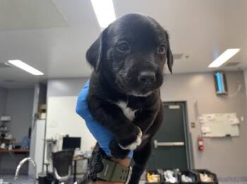 Terrier and Mixed Breed Dogs Available for Adoption in Riverside, California - BAXTER | PetCurious