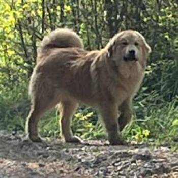 Great Pyrenees Dogs Available for Adoption in Stormville, New York - CT Bamboozled | PetCurious