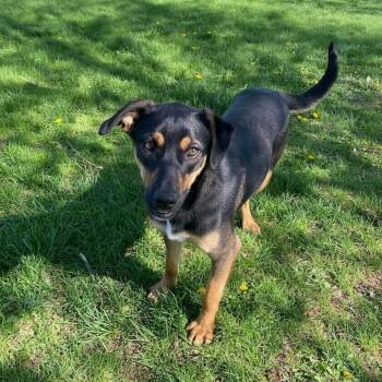 Mixed Breed Dogs Available for Adoption in Elyria, Ohio - Janae | PetCurious