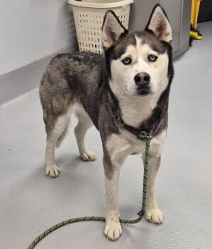 Siberian Husky Dogs Available for Adoption in Lawrenceville, Georgia - Ic 5 | PetCurious