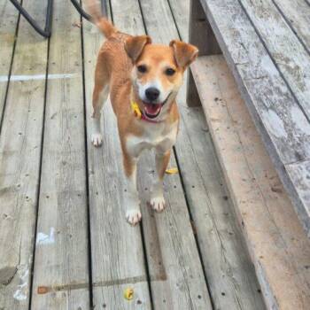 Millie -  Mixed Breed and Jack Russell Terrier Dog for Adoption in Vienna, Ontario - Millie | PetCurious