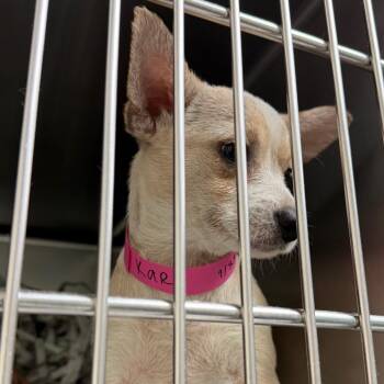 Chihuahua and Mixed Breed Dogs Available for Adoption in Lakeland, Florida - Kara | PetCurious