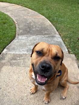 Pit Bull Terrier Dogs Available for Adoption in Newnan, Georgia - Sid | PetCurious