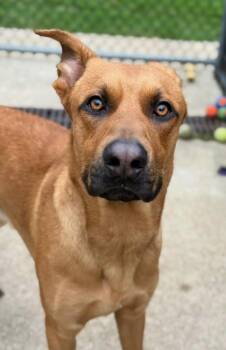 Macchiato -  Labrador Retriever and Pit Bull Terrier Dog for Adoption in Chicago, Illinois - Macchiato | PetCurious