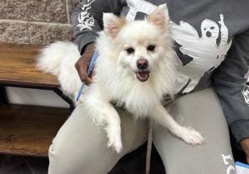 Snow Flake -  Pomeranian Dog for Adoption in New York, New York - Snow Flake | PetCurious