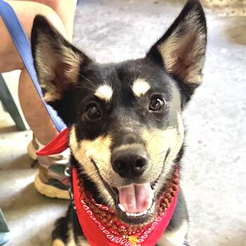 Brooke Shields -  Husky and German Shepherd Dog Dog for Adoption in Andover, Massachusetts - Brooke Shields | PetCurious