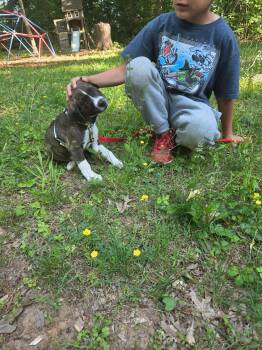 Labrador Retriever Dogs Available for Adoption in Hillsborough, North Carolina - Frank | PetCurious