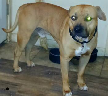 Rescue American Staffordshire Terrier Dogs for Adoption in San Antonio, Texas - CHOP | PetCurious