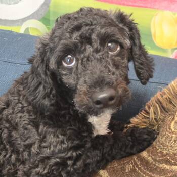 Jonty -  Miniature Poodle and Mixed Breed Dog Available for Adoption in Normal, Illinois - Jonty | PetCurious