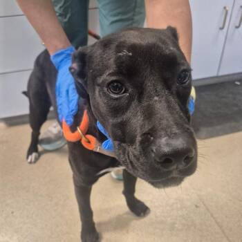 Target -  Pit Bull Terrier and Black Labrador Retriever Dog for Adoption in Nashville, Tennessee - Target | PetCurious