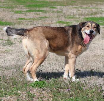 NOMY -  German Shepherd Dog and Mixed Breed Dog for Adoption in Grovetown, Georgia - NOMY | PetCurious