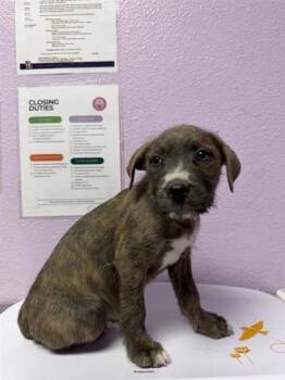 Mixed Breed Dogs Available for Adoption - 60556362 | PetCurious