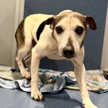 Levi - Missouri (AG26-59) -  Jack Russell Terrier Dog for Adoption in Peyton, Colorado - Levi - Missouri (AG26-59) | PetCurious
