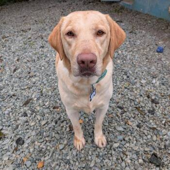 Jake -  Labrador Retriever Dog for Adoption in Wake Forest, North Carolina - Jake | PetCurious