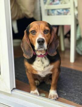 Fidella -  Beagle Dog for Adoption in Wappingers Falls, New York - Fidella | PetCurious