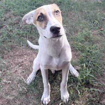 Frank -  Terrier and Mixed Breed Dog for Adoption in Tyler, Texas - Frank | PetCurious