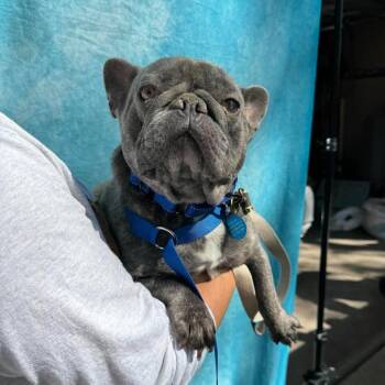 French Bulldog Dogs Available for Adoption in Campton Hills, Illinois - Marbles | PetCurious