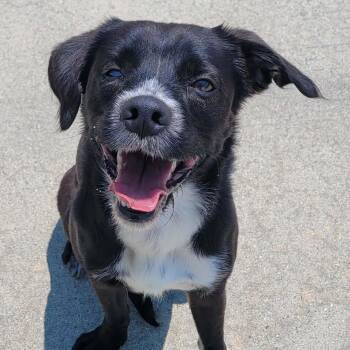 Plankton, Silly Guy -  Beagle and Spaniel Dog for Adoption in Meriden, Connecticut - Plankton, Silly Guy | PetCurious