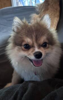 IGIL -  Pomeranian Dog for Adoption in Millerstown, Pennsylvania - IGIL | PetCurious