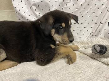 Husky and Mixed Breed Dogs Available for Adoption in Modesto, California - A609895 | PetCurious