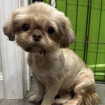 Shih Tzu and Mixed Breed Dogs Available for Adoption in Corpus Christi, Texas - Chrissy | PetCurious
