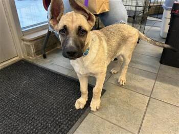 German Shepherd Dog Dogs Available for Adoption - CHARLIE | PetCurious