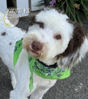 Karate Kid -  Australian Shepherd and Poodle Dog for Adoption in Benton, Louisiana - Karate Kid | PetCurious