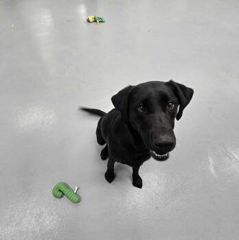 Rescue Labrador Retriever Dogs for Adoption in Silver Springs, Nevada - Gravy | PetCurious