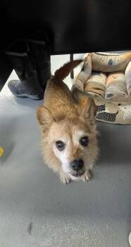 Rescue Terrier Dogs for Adoption in Silver Springs, Nevada - Kanna | PetCurious