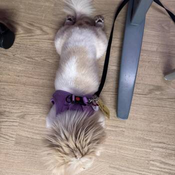 Tofu 14409 -  Pekingese Dog for Adoption in San Francisco, California - Tofu 14409 | PetCurious