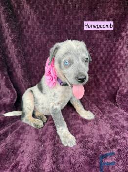 Rescue Australian Cattle Dog Blue Heeler Dogs for Adoption in Brewster, New York - Honeycomb (Cereal Litter) | PetCurious