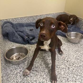 Wanda -  Pit Bull Terrier and Australian Cattle Dog Blue Heeler Dog for Adoption in Madisonville, Tennessee - Wanda | PetCurious