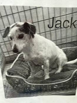 Jack * -  Jack Russell Terrier and Beagle Dog for Adoption in Columbia, Tennessee - Jack * | PetCurious