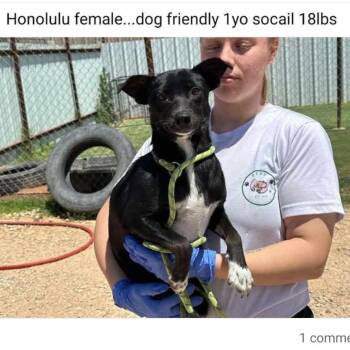 Rescue Chihuahua and Jack Russell Terrier Dogs for Adoption in Odessa, Texas - HONOLULU | PetCurious
