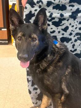 German Shepherd Dog Dogs Available for Adoption - Josephine | PetCurious