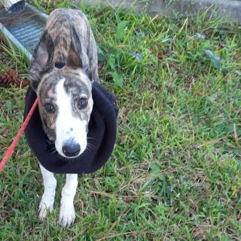 Rescue Greyhound Dogs for Adoption in Tarpon Springs, Florida - Simon | PetCurious