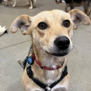 Husky Dogs Available for Adoption - Cotton | PetCurious