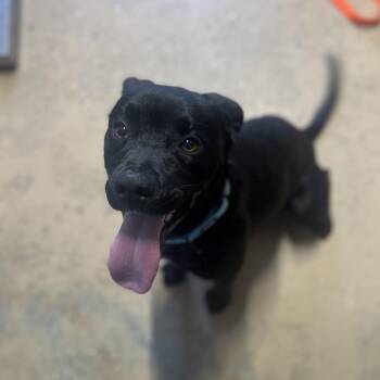 Black Labrador Retriever Dogs Available for Adoption - Bentley | PetCurious