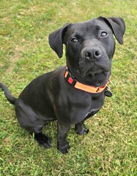 Koala -  Black Labrador Retriever Dog for Adoption in Lapeer, Michigan - Koala | PetCurious