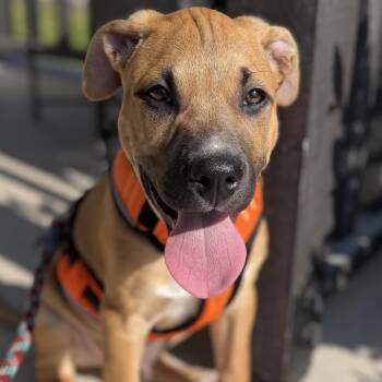 Maui -  Pit Bull Terrier Dog for Adoption in Krum, Texas - Maui | PetCurious