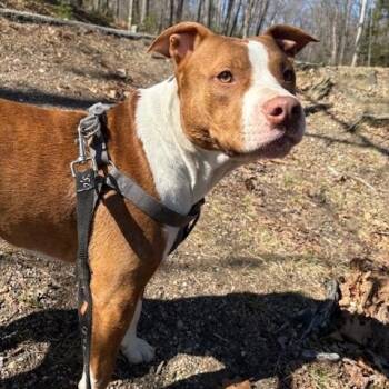 Mixed Breed Dogs Available for Adoption in Douglas, Massachusetts - CJ ‼️COUTESY POST‼️ | PetCurious