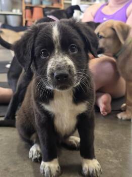 RUFFLES -  Mixed Breed Dog for Adoption in Holbrook, New York - RUFFLES | PetCurious