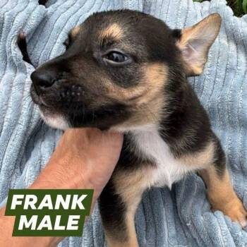 Frank -  German Shepherd Dog and Golden Retriever Dog for Adoption in Myrtle Beach, South Carolina - Frank | PetCurious