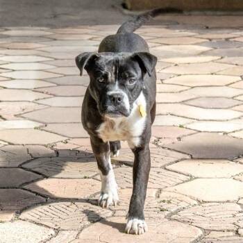 Beagle and Pug Dogs Available for Adoption in St. Louis, Missouri - PERDITA | PetCurious